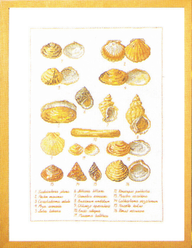 Kit de broderie Coquilles 41 x 56 cm 5676